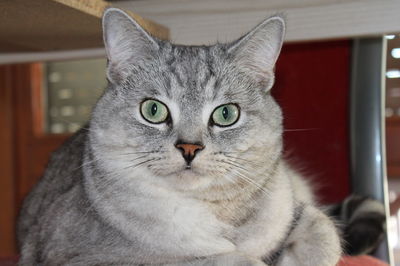 Close-up portrait of cat