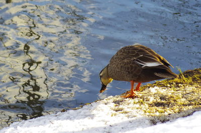 Close-up of duck by lake during winter