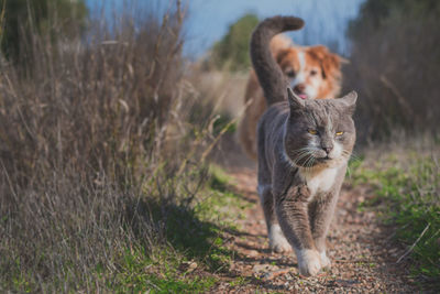 Cat and dog walking on footpath