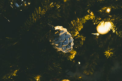 Close-up of illuminated christmas tree