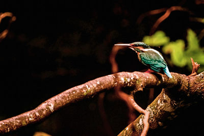 Close-up of bird perching on branch