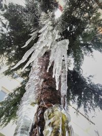 Low angle view of tree against sky