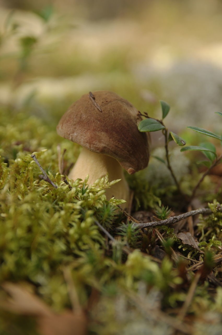 CLOSE-UP OF MUSHROOMS GROWING ON FIELD