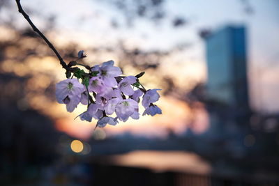 Close-up of flowers on branch