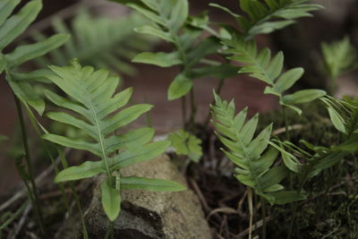 High angle view of plants growing on field