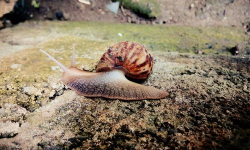 Close-up of shell on rock