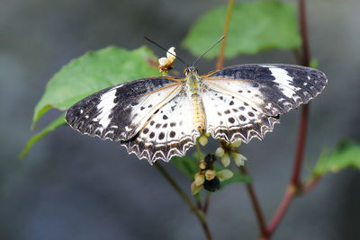 Close-up of butterfly pollinating flower