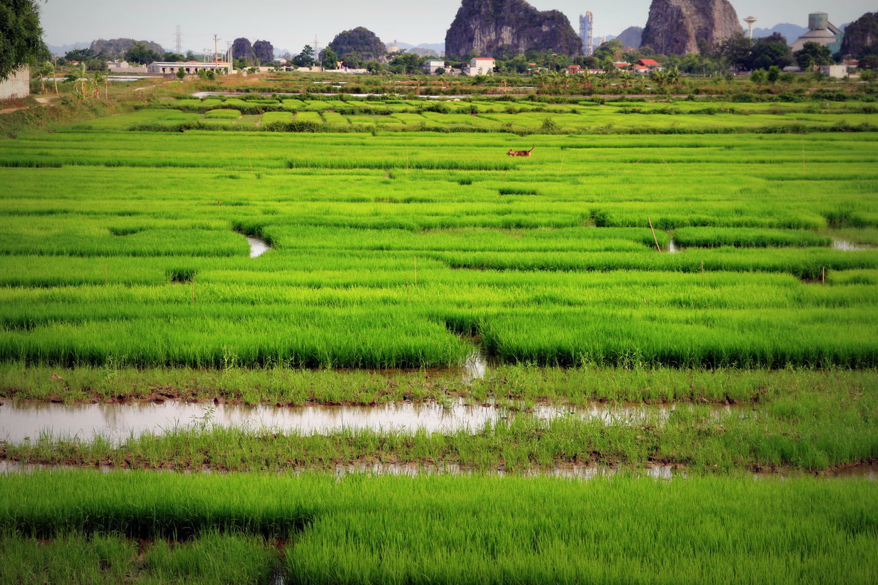 Cultivated land