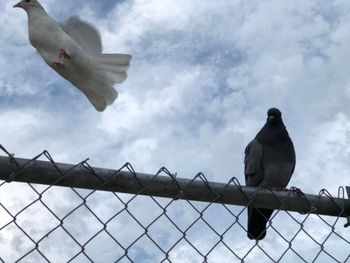 Low angle view of bird flying against sky