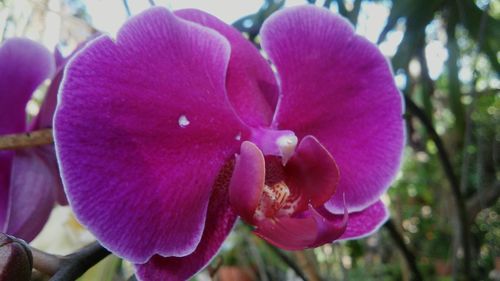 Close-up of pink flower growing outdoors