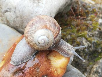 Close-up of snail on rock