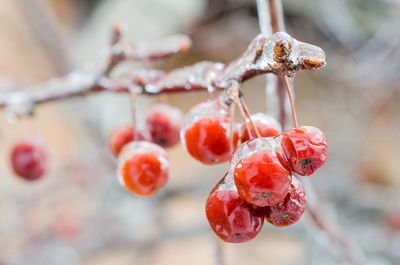 Close-up of frozen cherries