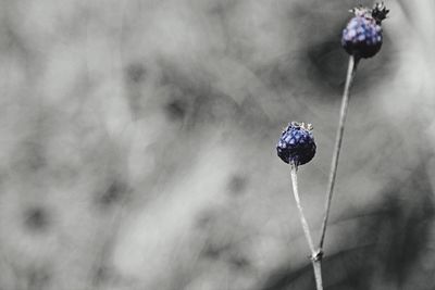 Close-up of flower against blurred background