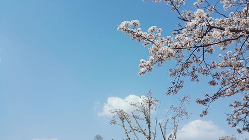 Low angle view of cherry blossom against blue sky