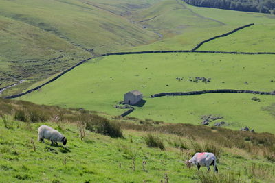Cows grazing in pasture