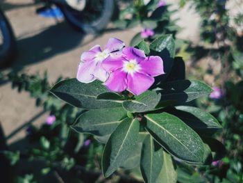 Close-up of pink flowering plant