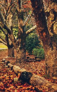Trees in forest during autumn