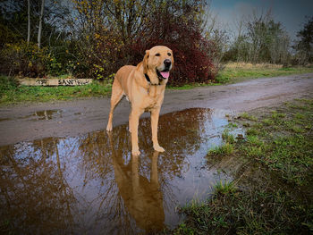 Dog standing in water