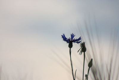 Close-up of purple flowering plant against sky