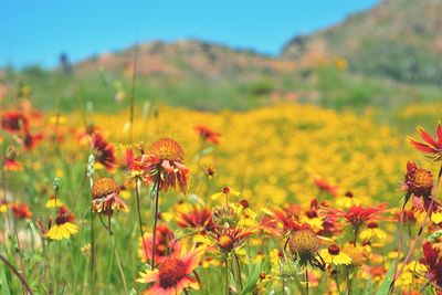 Close-up of yellow flowering plant on field against sky