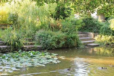 Scenic view of flowers in water