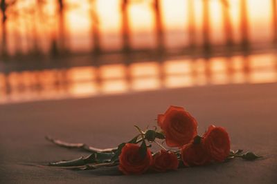 Close-up of roses on table