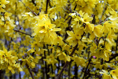 Close-up of yellow flowering plant