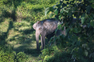 Horse standing on field