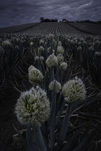 View of flowering plants on field