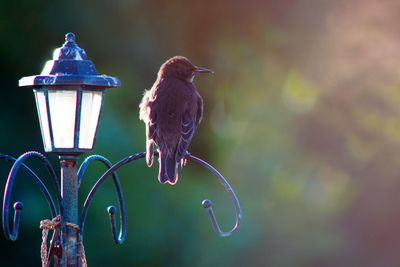 Close-up of bird on lightpost