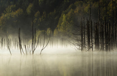 Reflection of trees in lake during autumn