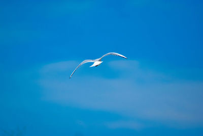 Low angle view of seagull flying in sky