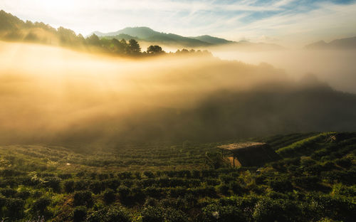 Scenic view of field against sky during sunset