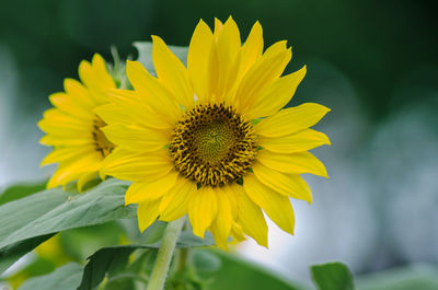 Close-up of sunflower