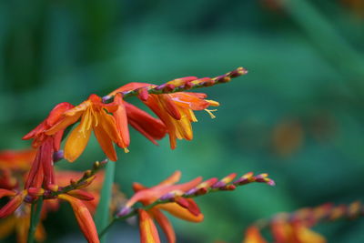 Crocosmia aurea, falling stars, valentine flower