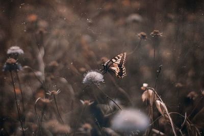 Close-up of butterfly on plant