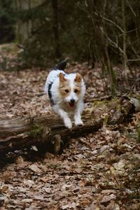 Portrait of a dog in the forest