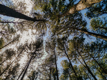 Low angle view of trees against sky