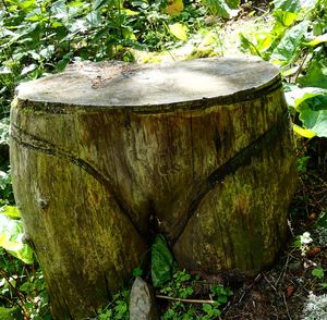 Close-up of tree stump in forest