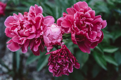 Close-up of pink flowering plant in park