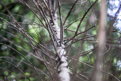 Close-up of squirrel on tree branch