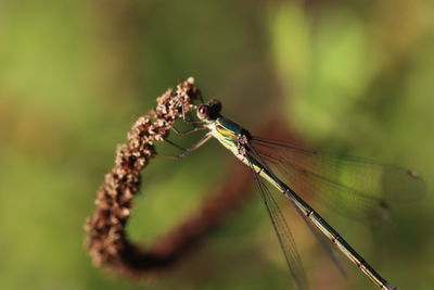 Close-up of insect on leaf