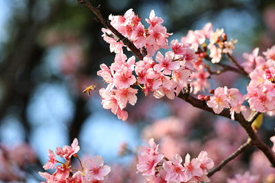 Close-up of cherry blossom