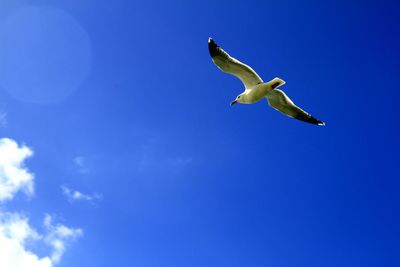 Low angle view of bird flying against blue sky