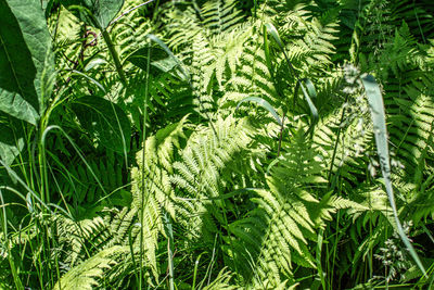 Close-up of leaves on tree