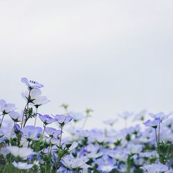 Close-up of purple flowers