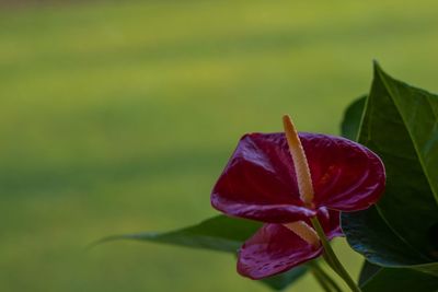 Close-up of flower blooming outdoors