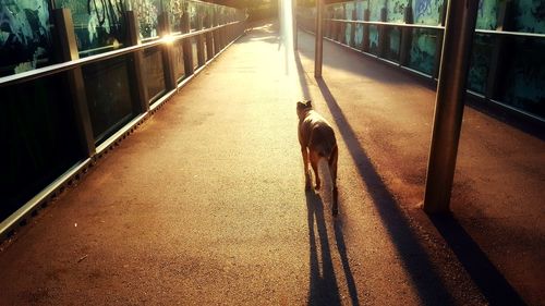Rear view of dog on road