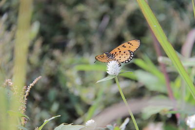 Close-up of butterfly pollinating on flower