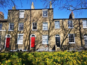 Sunny spring day view of houses with daffodils in the foreground in cambridge uk